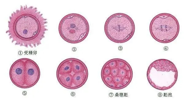 为什么在做供卵代生试管供卵前要做性激素检查？