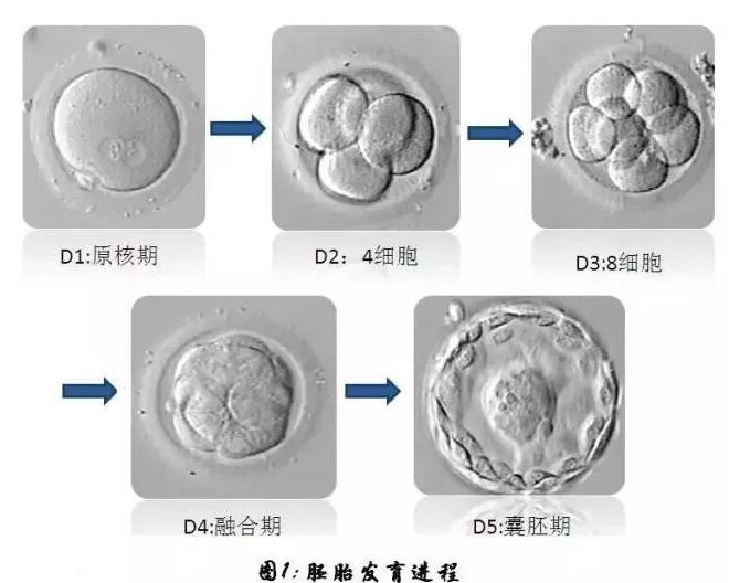 女性狼疮抗凝物质检测偏高会影响借卵做二代代生试管成功率吗