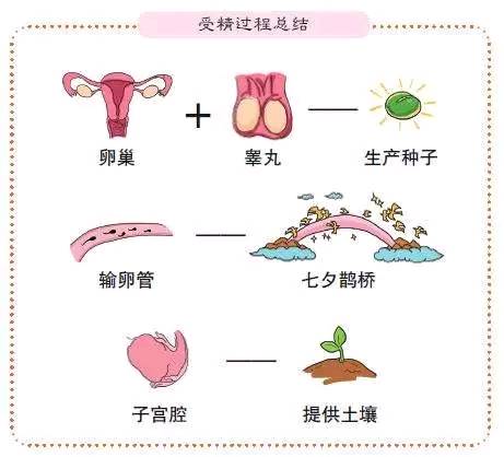 女人做了试管人就废了吗（为什么大家都这样说？）